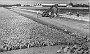 Lavori di costruzione di viale dell'Industria nel 1960. (antonella Billato) 2